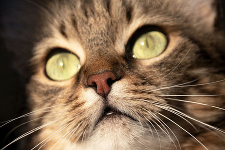 粉色天猫摄影照片_美丽的湿猫鼻子