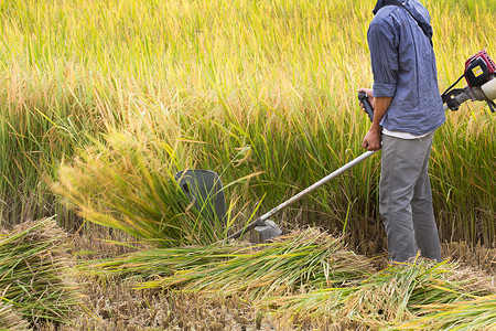 成熟水稻摄影照片_机器收割的水稻