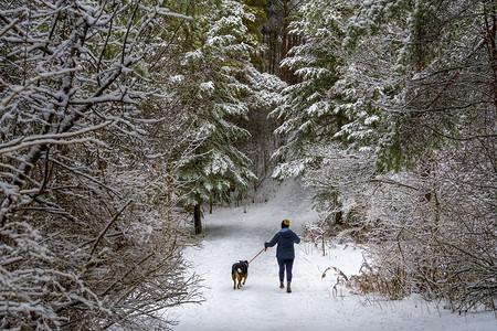 遛狗穿过冬季森林