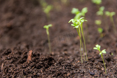 有机花园中新豆瓣菜芽的特写