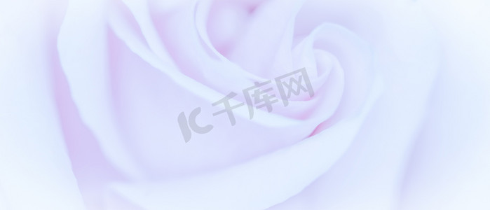 柔和的焦点，抽象的花卉背景，紫色的玫瑰花。