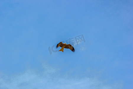 吉林省摄影照片_2 只成年红尾鹰在明亮的蓝天飞向太阳