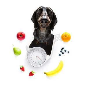 胖狗摄影照片_体重秤上的狗，超重和水果