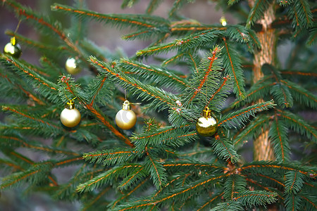 圣诞树枝摄影照片_户外装饰的圣诞树枝