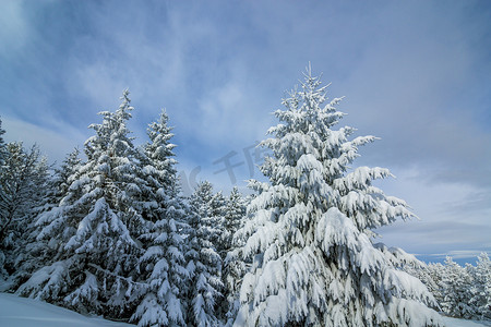 森林背景梦幻背景摄影照片_森林里白雪覆盖的杉树