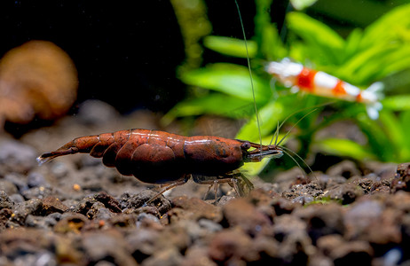 红玛瑙矮虾在水生土壤中寻找食物，红蜂虾留在植物上作为淡水水族箱中的背景。