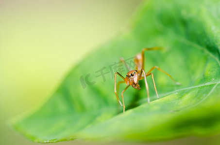 红蜘蛛摄影照片_大自然中的红蜘蛛
