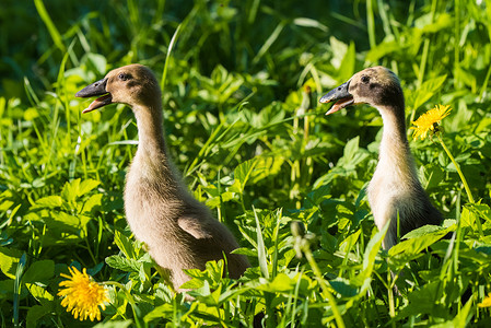 绿草中两只小家养灰鸭