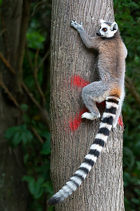 一只环尾狐猴爬上树干