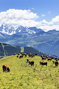 高山景观和奶牛