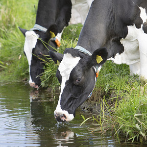 黑白斑点奶牛喝荷兰运河水
