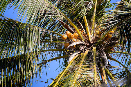 湄公河三角洲的椰子树