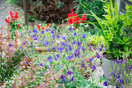 小淡蓝色和红色花园花的花卉背景
