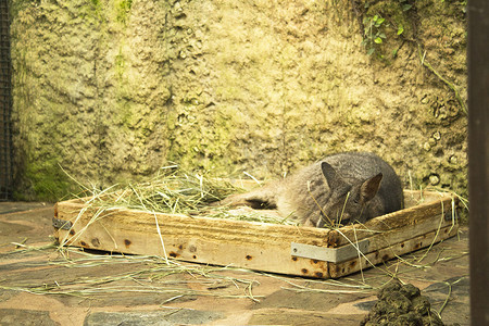 香草2摄影照片_Tammar Wallaby 袋鼠睡在带香草的木箱里
