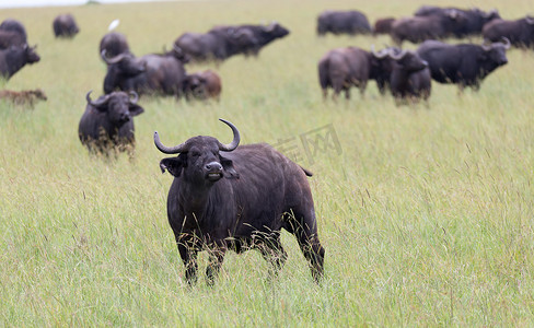大水牛站在草地上，在大草原吃草