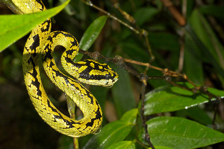 斯里兰卡绿坑毒蛇，辛哈拉加国家公园雨林，斯里兰卡
