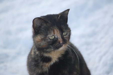 雪地里的猫。