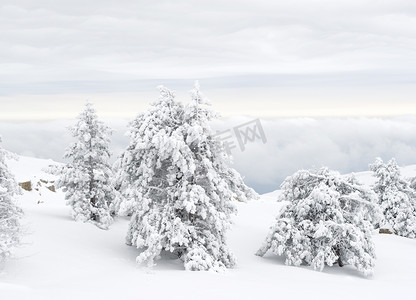 啊摄影照片_白雪覆盖的树