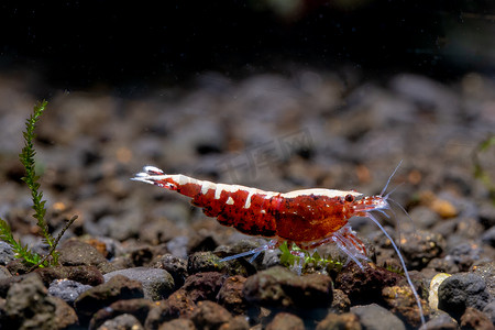 暗色鳖精摄影照片_红银河矮虾在淡水水族箱的水生土壤中寻找食物。