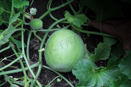 在有机花园种植青瓜