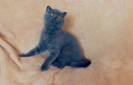 米色背景上的苏格兰蓝猫肖像。