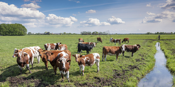 搞怪红牛商标摄影照片_在荷兰阿默斯福特附近绿草如茵的草地上发现红牛和公牛