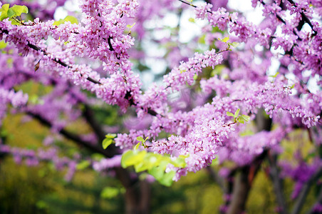 高加索地区摄影照片_考卡紫色开花的紫荆花植物的特写