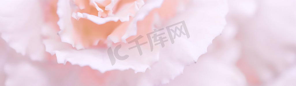 抽象花卉背景，淡粉色康乃馨花。