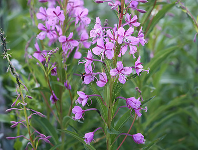 山菌摄影照片_夏天花园里盛开着莎莉紫色的花朵。