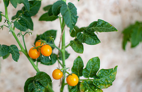 窗台上生长着未成熟和成熟的黄色小西红柿。
