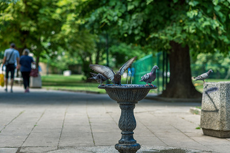 鸽子和一只绿鹦鹉在公园的鸟喷泉里喝酒和洗澡。