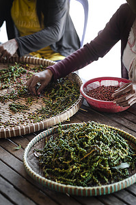 分拣中摄影照片_柬埔寨贡布农场工人分拣新鲜胡椒粒
