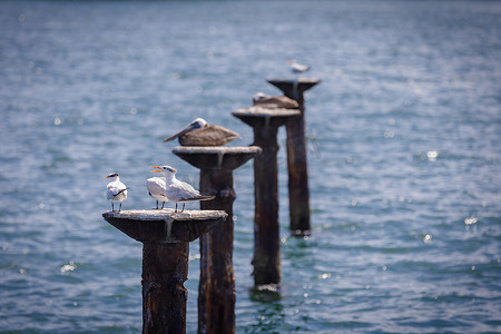 几只海鸥和波利卡诺夫坐在海中的木杆上。