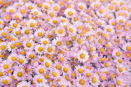 花园床上的花卉背景花粉红色菊花。