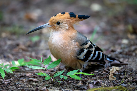 马达加斯加特有的戴胜鸟，羽毛五颜六色