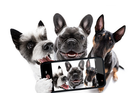 一群狗用智能手机自拍