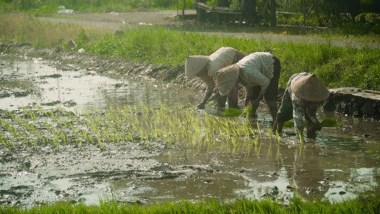 种水稻摄影照片_农民在种水稻