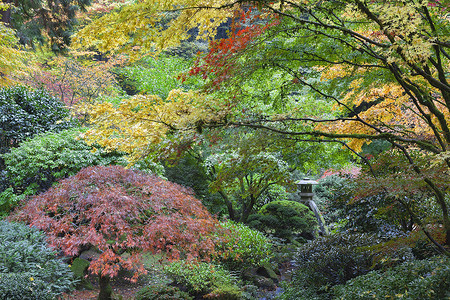 植物花边摄影照片_日本枫树中的石灯笼