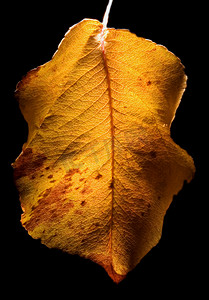 脉络叶子摄影照片_秋天的叶子