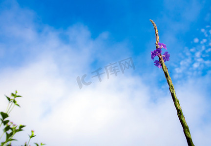 小草阳光摄影照片_四浴草蓝天背景小花