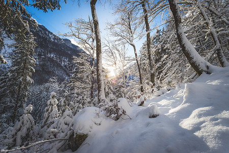 大自然中阳光明媚的冬季景观：雪树，荒野