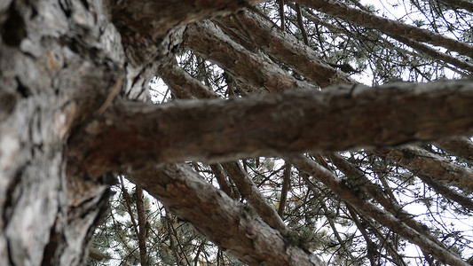 树木枝摄影照片_松树枝的底视图