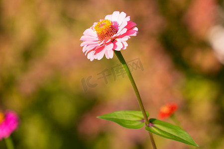 植物背景模糊的百日菊花