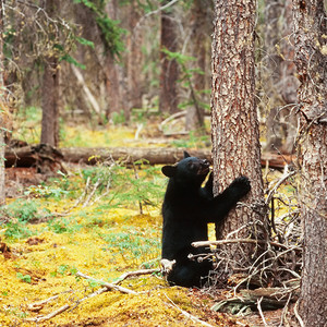 育空地区北方森林黑熊 Ursus americanus