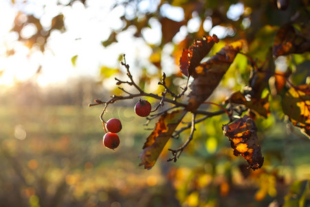 Crataegus laevigata、米德兰或英国山楂或五月花在秋天成熟的浆果。