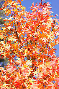 秋天的枫树，有红色和橙色的叶子