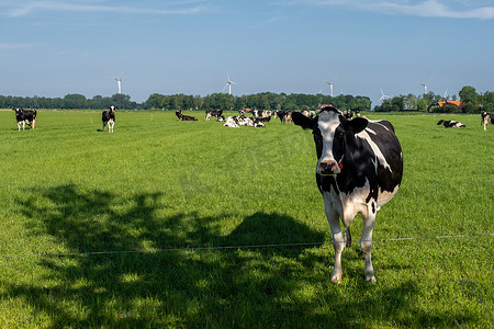 在荷兰 Noordoostpolder Flevoland 阳光明媚的春天天气里，荷兰奶牛群在外面