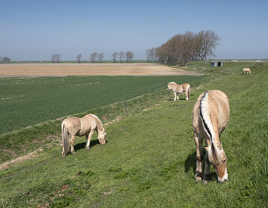 马匹在荷兰泽兰省诺德贝弗兰岛的乡村公路附近吃草