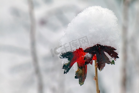 冬天的黑醋栗树枝带着雪帽