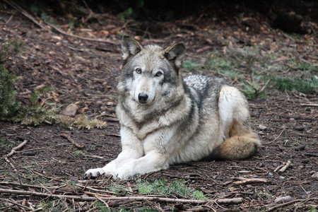 “灰狼。照片摄于华盛顿州西北迷航野生动物园。”